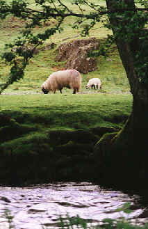 Lamb5.jpg (13009 bytes)
