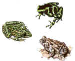 3Frogs.jpg (23994 bytes)