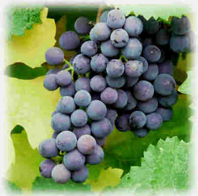 Grapes2.jpg (22122 bytes)