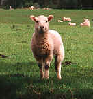 SymbolLamb.jpg (3962 bytes)