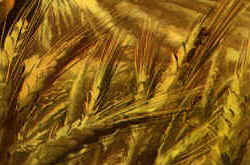 SymbolWheatFld.jpg (15032 bytes)